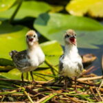 Private morning tour with refreshments and hidden canals! - Authenticity and Value: Who Will Love This Tour?
