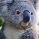 Private Nature Escape Tour 2 Days in Sydney - Who Would Love This Tour?