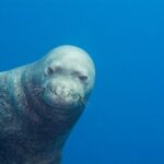 Private Niihau Scenic Snorkel - Frequently Asked Questions