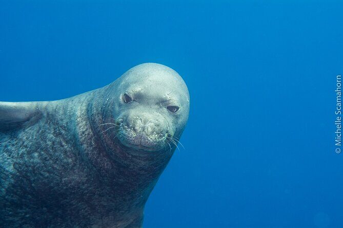 Private Niihau Scenic Snorkel - Frequently Asked Questions