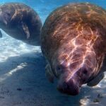 Private 'OG' Manatee Snorkel Tour with Guide for up to 10 people - Who Should Consider This Tour?