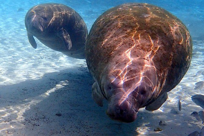 Private 'OG' Manatee Snorkel Tour with Guide for up to 10 people - Who Should Consider This Tour?