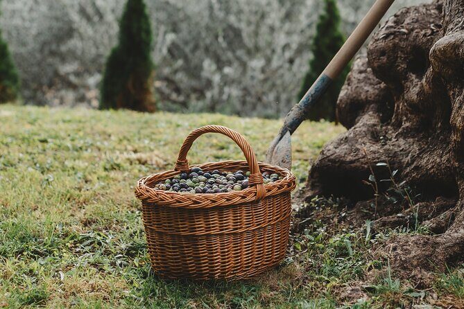 Private Olive Oil and Wine Tasting in Kurilo, Montenegro - Your Guide to the Private Olive Oil and Wine Tasting in Kurilo, Montenegro