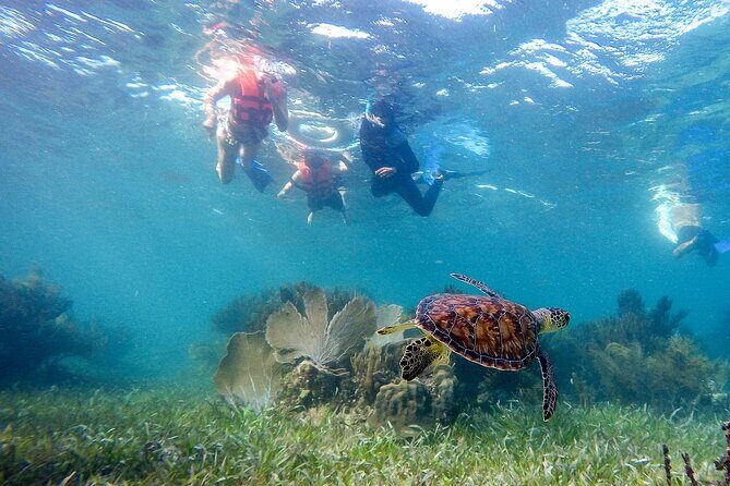 Private (only you) Reef Snorkeling in Puerto Morelos 2x40 minutes - Why This Tour Offers Great Value
