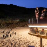 Private Phillip Island Day Trip from Melbourne Including Penguin Parade Premium Viewing - Analyzing the Value