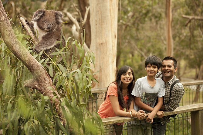 Private Phillip Island Penguin Parade Tour - A Deep Dive into the Experience