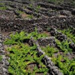 Private Pico Wine Tour (Half Day) - Frequently Asked Questions