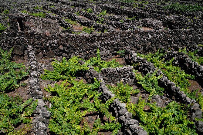 Private Pico Wine Tour (Half Day) - Frequently Asked Questions
