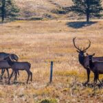 Private Pikes Peak Region Backcountry Full Day Adventure Tour - An In-Depth Look at the Pikes Peak Backcountry Tour