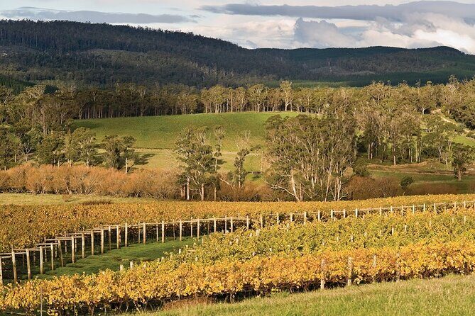 Private Pinot Noir Wine Tasting & Platter in Adelaide Hills - A Closer Look at the Experience in Adelaide Hills