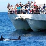 Private Port Stephens Day Trip from Sydney incl Dolphin Cruise - Why This Tour Excels