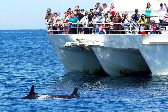 Private Port Stephens Day Trip from Sydney incl Dolphin Cruise - Why This Tour Excels