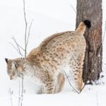 Private Ranua Zoo tour - Authenticity and Considerations