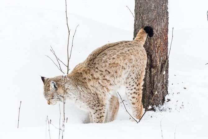 Private Ranua Zoo tour - Authenticity and Considerations