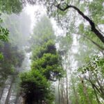 Private Redwood Forest Hiking Tour - Exploring Maui’s Redwood Forest: A Deep Dive