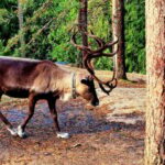 PRIVATE Reindeer Park Adventure by VIP Car - Final Thoughts