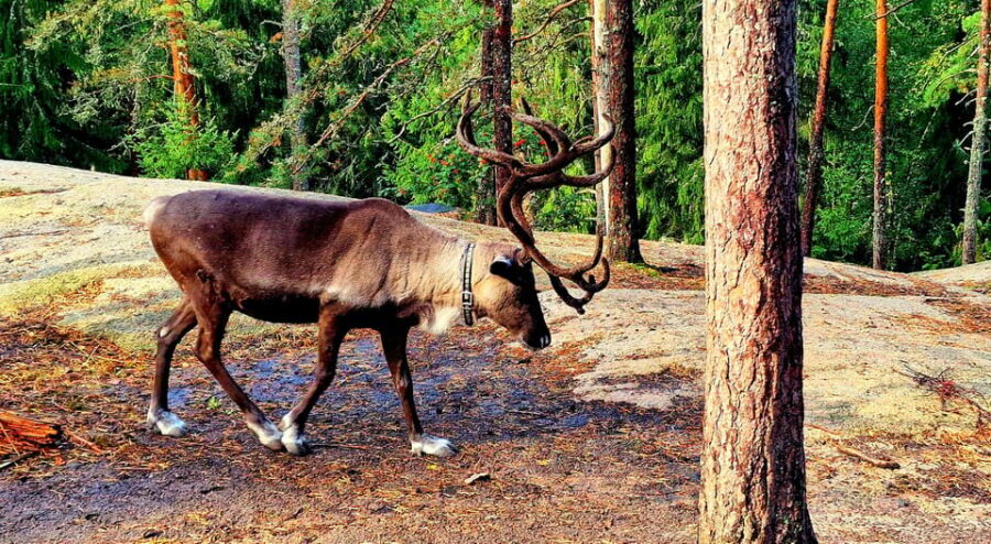 PRIVATE Reindeer Park Adventure by VIP Car - Final Thoughts
