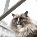 Private Reykjavik Cat Walking Tour - FAQ