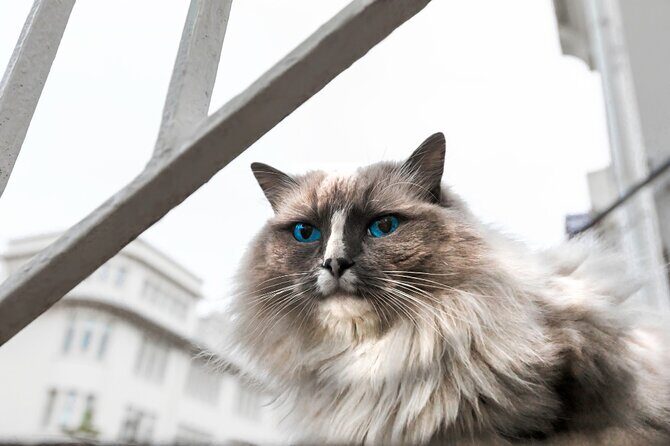 Private Reykjavik Cat Walking Tour - FAQ