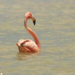 Private Rio Lagartos Flamingo and pink lakes - Final Thoughts