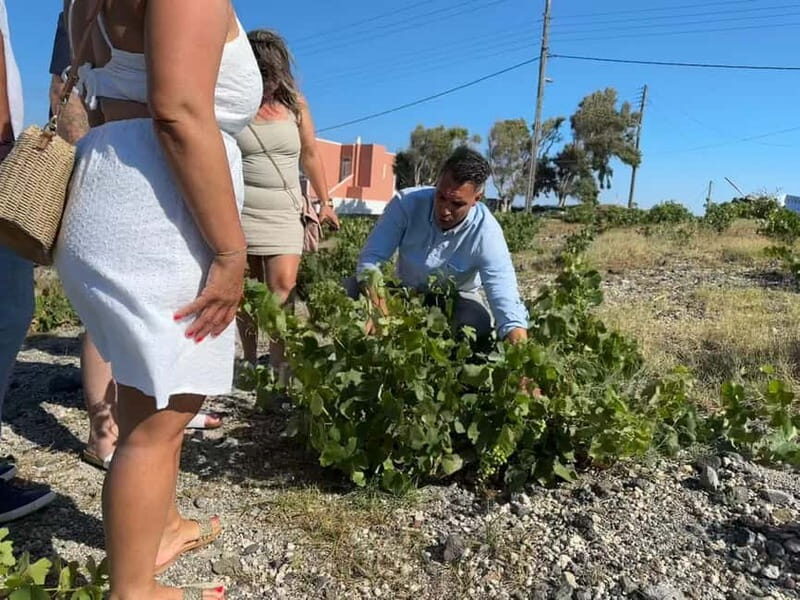 Private Santorini Wine Journey: 2 Top Wineries & Local Lunch - Final Thoughts: Is It Worth It?