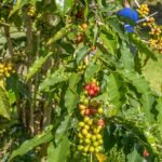 Private Shore Excursion Kona Coffee & National Historic Park - FAQ