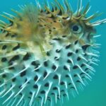 Private Snorkel Cruise in Cabo San Lucas - Final Thoughts on Value and Experience
