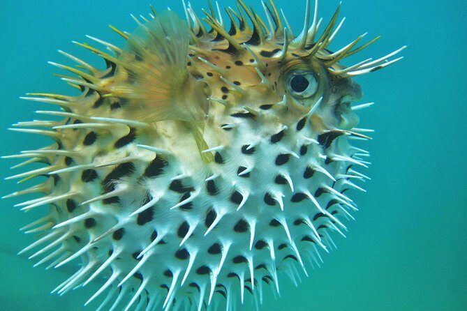 Private Snorkel Cruise in Cabo San Lucas - Final Thoughts on Value and Experience