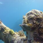 Private Snorkel to Key Largo Reef for up to 12 - INCLUDES GEAR! - The Experience from the Guides’ Perspective