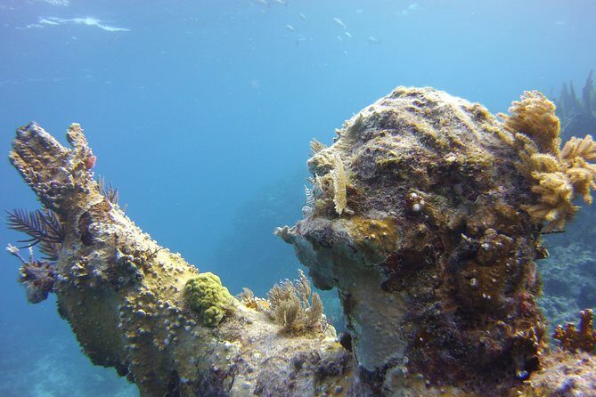 Private Snorkel to Key Largo Reef for up to 12 - INCLUDES GEAR! - The Experience from the Guides’ Perspective