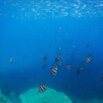 Private Snorkeling Tour In Sydney's Marine Reserve - FAQ