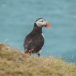 Private South Coast Day Tour in a Modified SUV - Transportation: Comfort Meets Icelandic Nature