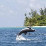 Private Speed Boat Charter with Experienced Captain - The Sum Up: Why This Tour Is a Great Choice