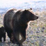 Private Sunrise Wildlife Adventure Into Yellowstone Lamar Valley - A Closer Look at the Experience