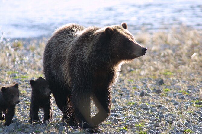 Private Sunrise Wildlife Adventure Into Yellowstone Lamar Valley - A Closer Look at the Experience