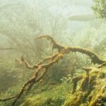 Private Sunset Tour with Food and Drinks in Fanal Forest - Who Is This Tour Best For?