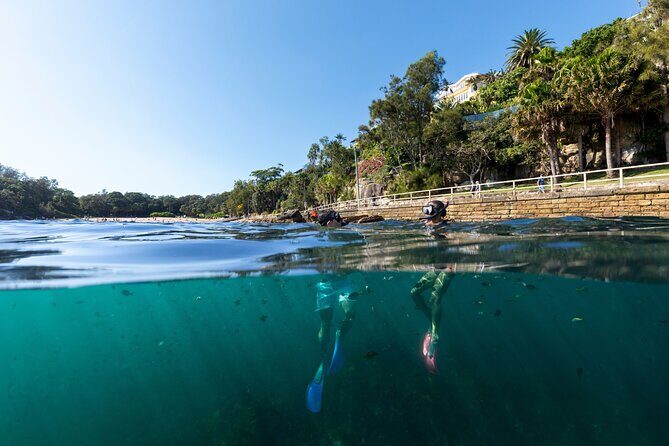 Private Sydney Snorkeling Experience: Explore Cabbage Tree Bay - What Makes This Snorkeling Tour Stand Out