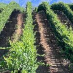 Private Temecula Wine Tour from Canyon Lake - Who Would Enjoy This Tour?