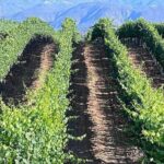 Private Temecula Wine Tour from Oceanside - A Word of Caution