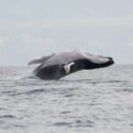 Private Tour 4h Whale watching quiet area peninsula Tahiti - Who Should Consider This Tour?