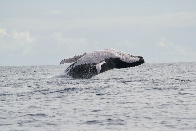 Private Tour 4h Whale watching quiet area peninsula Tahiti - Who Should Consider This Tour?