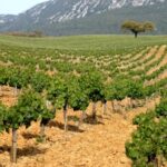 Private Tour - Arrábida & Azeitão Wine Region - The Sum Up