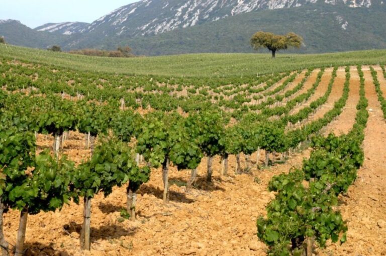 Private Tour - Arrábida & Azeitão Wine Region - The Sum Up