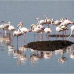 Private Tour Aveiro Little Venice and River Tour Moliceiro - FAQ