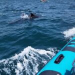 Private Tour Benagil Caves from Portimao - Final Thoughts: Is This Tour Worth It?
