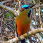 Private Tour: Birdwatching from Cancun - Why Guides Matter: Expertise and Enthusiasm