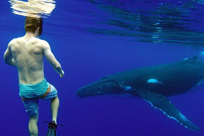 Private Tour: Bora Bora Whale Watching & Swimming Experience - Frequently Asked Questions