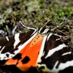Private tour: Butterflies Valley & Lindos Village (FD) - Why This Tour Offers Great Value