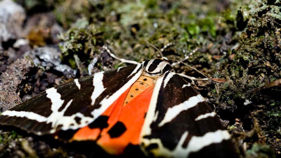 Private tour: Butterflies Valley & Lindos Village (FD) - Why This Tour Offers Great Value