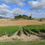 PRIVATE TOUR: Chianti Afternoon tour with visit to 2 wine farms - Final Thoughts